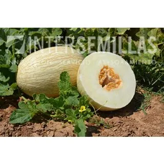 Compra MELÓN MONTEMOR F-1 (1.000 Semillas). en la tienda online Fito Agrícola