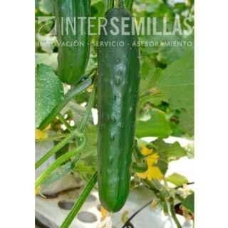 Compra PEPINO SLIDA F-1 (1000 Semillas). en la tienda online Fito Agrícola