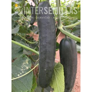 Compra PEPINO VICTORIOSO F-1 (1.000 Semillas). en la tienda online Fito Agrícola