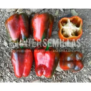 Compra ARDEI CORTES F1 (1.000 semințe). en la tienda online Fito Agrícola