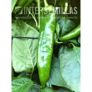 Compra PIMIENTO NABONE F1 Pildorado (1000 Semillas). en la tienda online Fito Agrícola