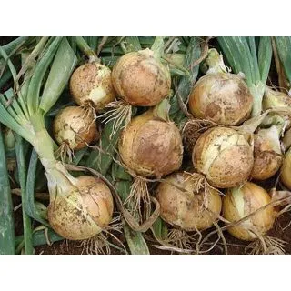 Compra CEBOLLA OREGÓN F1 Pildorada (250.000 Semillas) en la tienda online Fito Agrícola