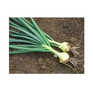 Compra CEBOLLA VICTORIA Pildorada (25.000 Semillas). en la tienda online Fito Agrícola