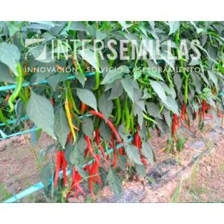 Compra ARDEI ROMITAL F1 (1.000 SEMINTE). en la tienda online Fito Agrícola