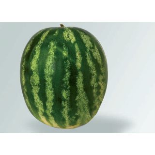 Compra SANDÍA ADMIRA F1 (1.000 Semillas) en la tienda online Fito Agrícola