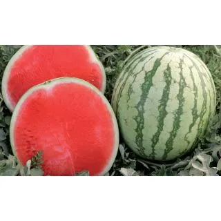 Compra SANDÍA BOSTON F1 Pregerminada (1000 Semillas) en la tienda online Fito Agrícola