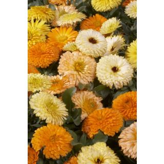 Compra CALÉNDULA PACIFIC BEAUTY - Comestible (50 gr.). en la tienda online Fito Agrícola