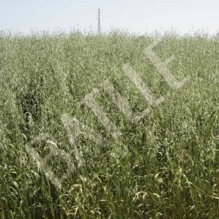 Compra AVENA SATIVA FORRIDENA R1 (20 Kgr.) en la tienda online Fito Agrícola