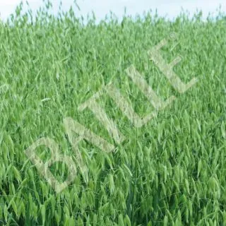 Compra AVENA SATIVA RAPIDENA R1 Sin Tratar (25 Kgr.) en la tienda online Fito Agrícola