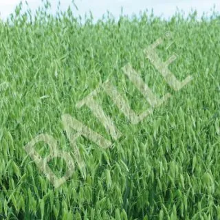 Compra AVENA SÁTIVA RAPIDENA R1 (25 Kgr.) en la tienda online Fito Agrícola
