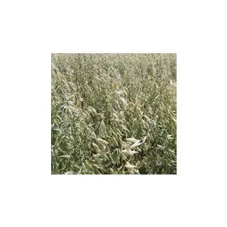 Compra AVENA SÁTIVA M-77 R1 Sin Tratar (20 Kgr.). en la tienda online Fito Agrícola