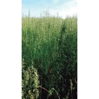 Compra AVENA SAIA 6 R1 (25 Kgr.) en la tienda online Fito Agrícola