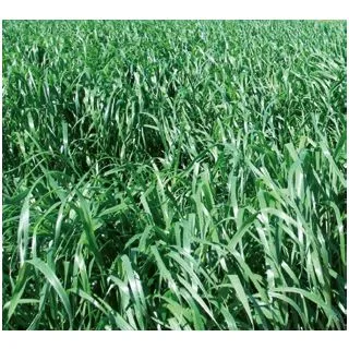 Compra RAY GRASS WESTERWOLD CAMPIVERT R1 (20 Kgr.). en la tienda online Fito Agrícola