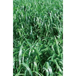 Compra RAY GRASS WESTERWOLD VALLIVERT R1 (20 Kgr.) en la tienda online Fito Agrícola