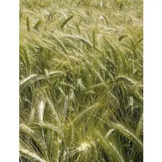 Compra TRITICALE FORRICALE R1 (25 Kgr.). en la tienda online Fito Agrícola