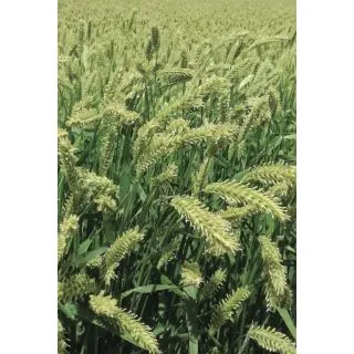 Compra CEBADA MOCHINA 5 R1 (25 Kgr.) en la tienda online Fito Agrícola