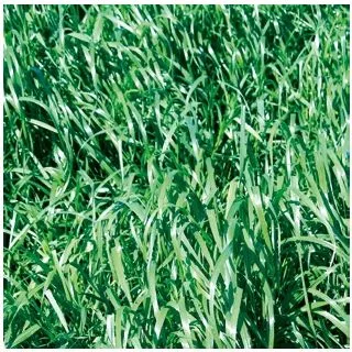 Compra RAY GRASS HÍBRIDO RUBRIDO (20 Kgr.) en la tienda online Fito Agrícola
