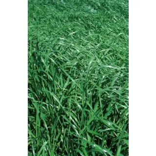 Compra RAY GRASS ITALIANO VERTIBELLO R1 (20 Kgr.). en la tienda online Fito Agrícola