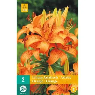 Compra LILIUM ORANGE ASIATICO en la tienda online Fito Agrícola