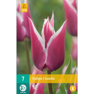 Compra TULIPÁN CLAUDIA en la tienda online Fito Agrícola