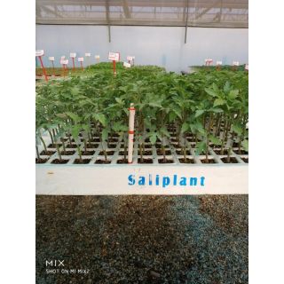 Compra TOMATE GRANOVAL Injertado EPS104 en la tienda online Fito Agrícola