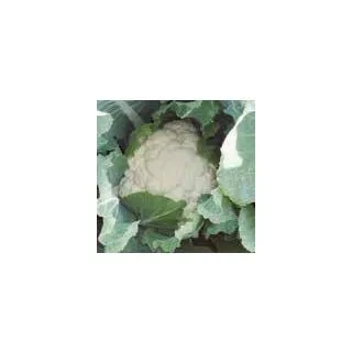 Compra COLIFLOR KAPPA F1 Calibrada (2.500 Semillas) en la tienda online Fito Agrícola
