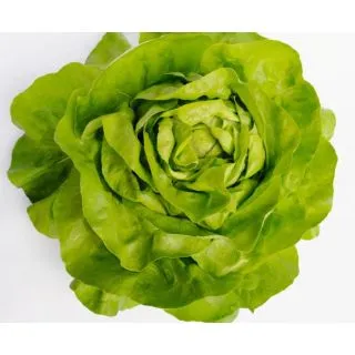 Compra LECHUGA ANTEDIS Pildorada Pregerminada ECOLÓGICA (10.000 Semillas). en la tienda online Fito Agrícola