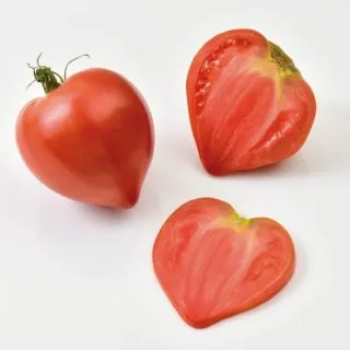 Compra TOMATE CORIZIA F1 (1000 Semillas). en la tienda online Fito Agrícola