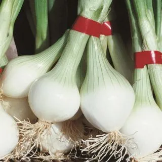 Compra CEBOLLA DE REBOUILLON (500 gr.). en la tienda online Fito Agrícola