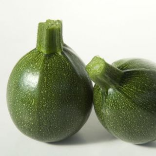 Compra CALABACÍN SATELITE F1 (1.000 Semillas) en la tienda online Fito Agrícola