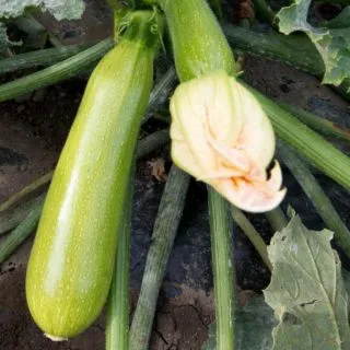 Compra CALABACÍN MAJESTÉE F1 (1.000 Semillas) en la tienda online Fito Agrícola