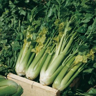 Compra APIO D'ELNE MEDICIS (100 gr.). en la tienda online Fito Agrícola