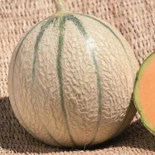 Compra MELÓN JENGA F1 (1000 Semillas). en la tienda online Fito Agrícola