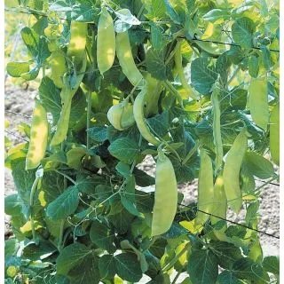 Compra GUISANTE BAMBY (5 Kgr.) en la tienda online Fito Agrícola