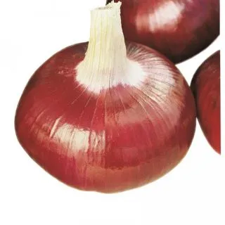 Compra CEBOLLA FURIO (25 gr.). en la tienda online Fito Agrícola