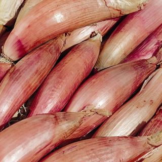 Compra CEBOLLA ROUGE DE FLORENCE SIMIANE (25 gr.). en la tienda online Fito Agrícola