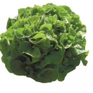 Compra LECHUGA PANISSE BIO Pildorada (5.000 Semillas) en la tienda online Fito Agrícola