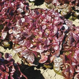 Compra LECHUGA ELUARDE BIO Pildorada (5.000 Semillas) en la tienda online Fito Agrícola