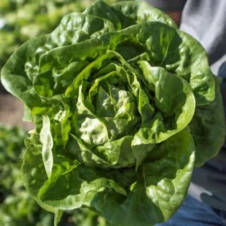 Compra LECHUGA ELECTRA Pildorada (5.000 Semillas) en la tienda online Fito Agrícola
