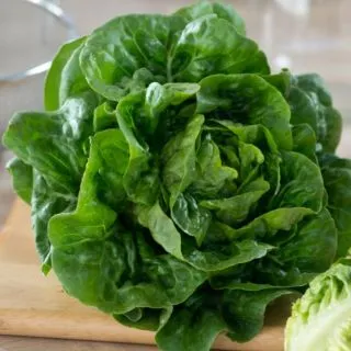 Compra LECHUGA DERBI Pildorada (5.000 Semillas) en la tienda online Fito Agrícola