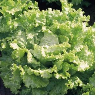 Compra LECHUGA STORINA BIO pildorada (5.000 Semillas) en la tienda online Fito Agrícola