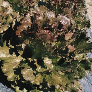 Compra LECHUGA MAGENTA Pildorada (5.000 Semillas) en la tienda online Fito Agrícola