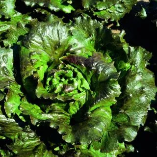 Compra LECHUGA CARMEN BIO Pildorada (5.000 Semillas) en la tienda online Fito Agrícola