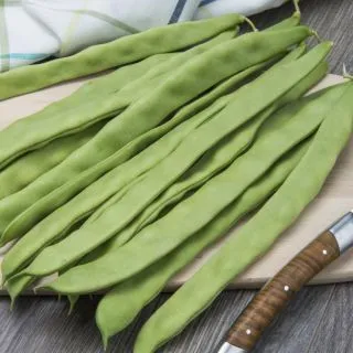 Compra JUDÍA ZEPELIN (1000 Semillas). en la tienda online Fito Agrícola