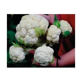 Compra COLIFLOR MULTI HEAD WHITE F1 (1000 Semillas) en la tienda online Fito Agrícola