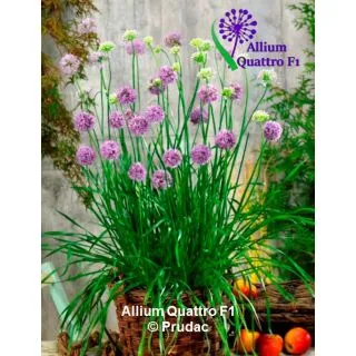 Compra ALLIUM QUATTRO F1 (1.000 semințe) en la tienda online Fito Agrícola