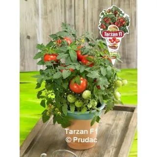 Compra TOMATE TARZAN F1 (1000 Semillas) en la tienda online Fito Agrícola