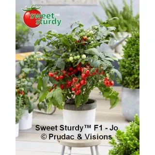 Compra TOMATE JO F1 (1000 Semillas) en la tienda online Fito Agrícola