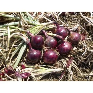 Compra CEBOLLA RED FLAME F1 Precisión (250.000 Semillas) en la tienda online Fito Agrícola