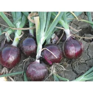 Compra CEBOLLA RED LABEL F1 Precisión (250.000 Semillas). en la tienda online Fito Agrícola